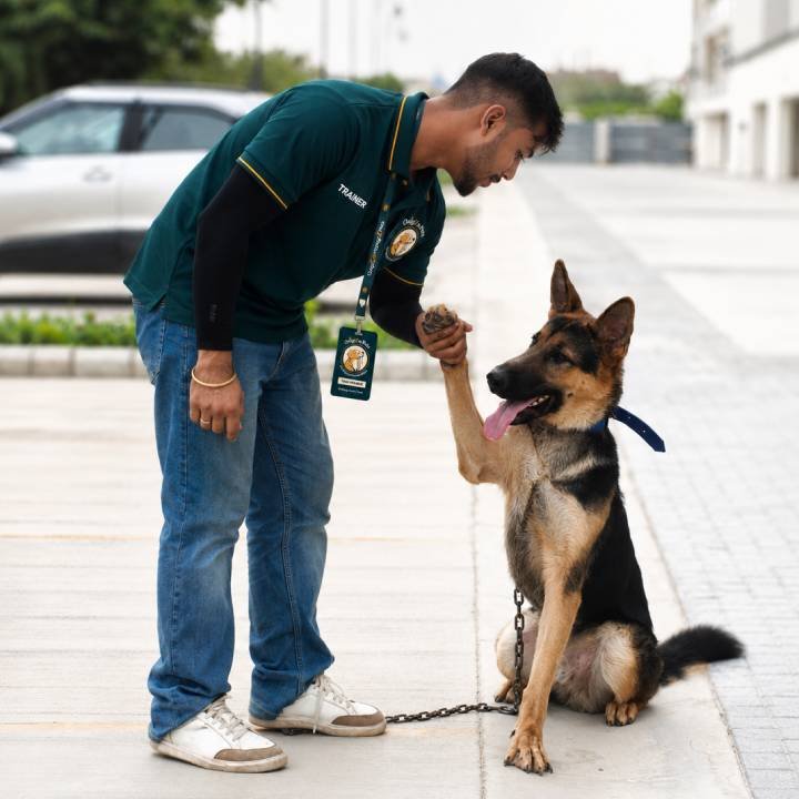 Dog trainer in green Origizn Pets uniform shaking paws with a seated German Shepherd during an outdoor training session