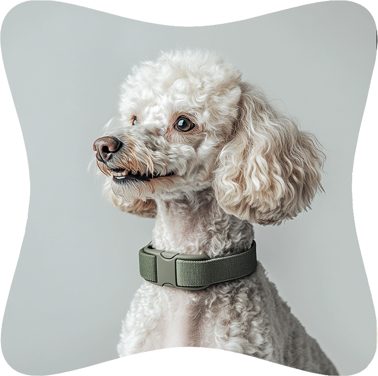 About OrigiZnPets pet care services