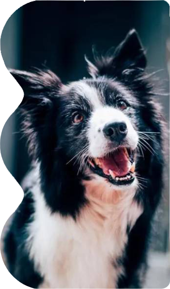 Border Collie close-up portrait