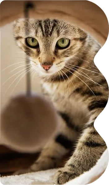 Tabby cat on a cat tree