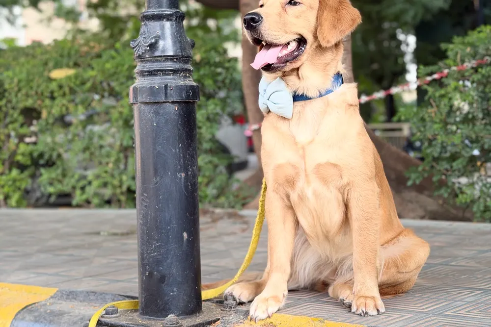 Golden Retriever practising sit and stay during obedience training