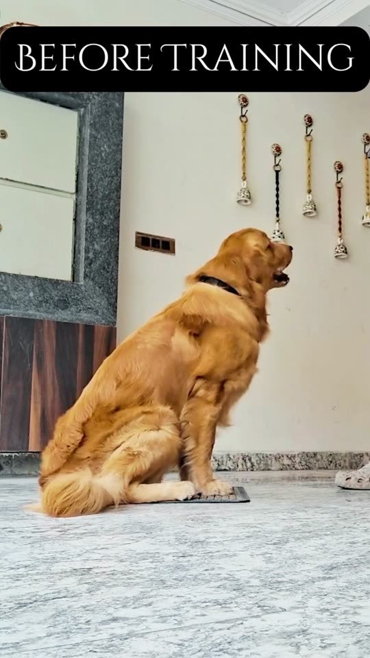 Before and after training – OrigiZnPets dog training video