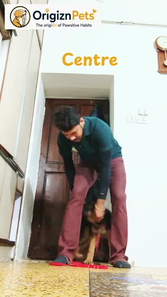 Fixing everyday behaviour problems – OrigiZnPets dog training video