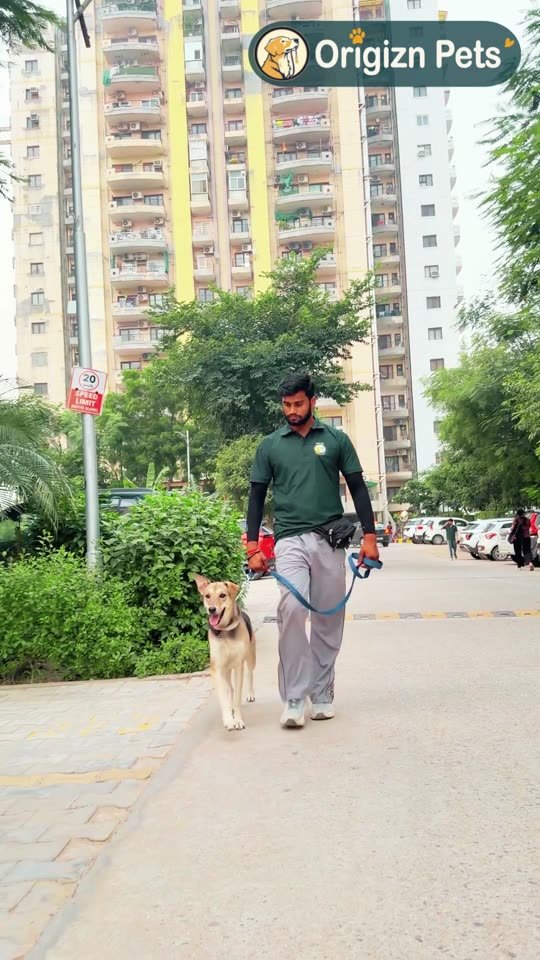 From pulling to loose-leash walks – OrigiZnPets dog training video