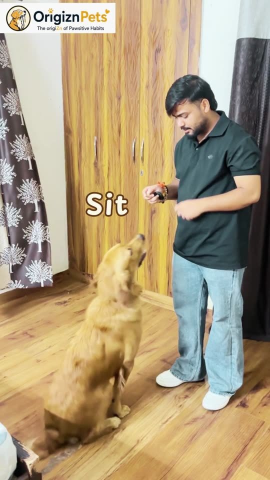 New skills, one session at a time – OrigiZnPets dog training video