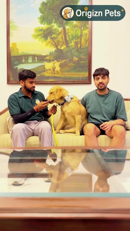 A pet parent shares the change after training – OrigiZnPets dog training video