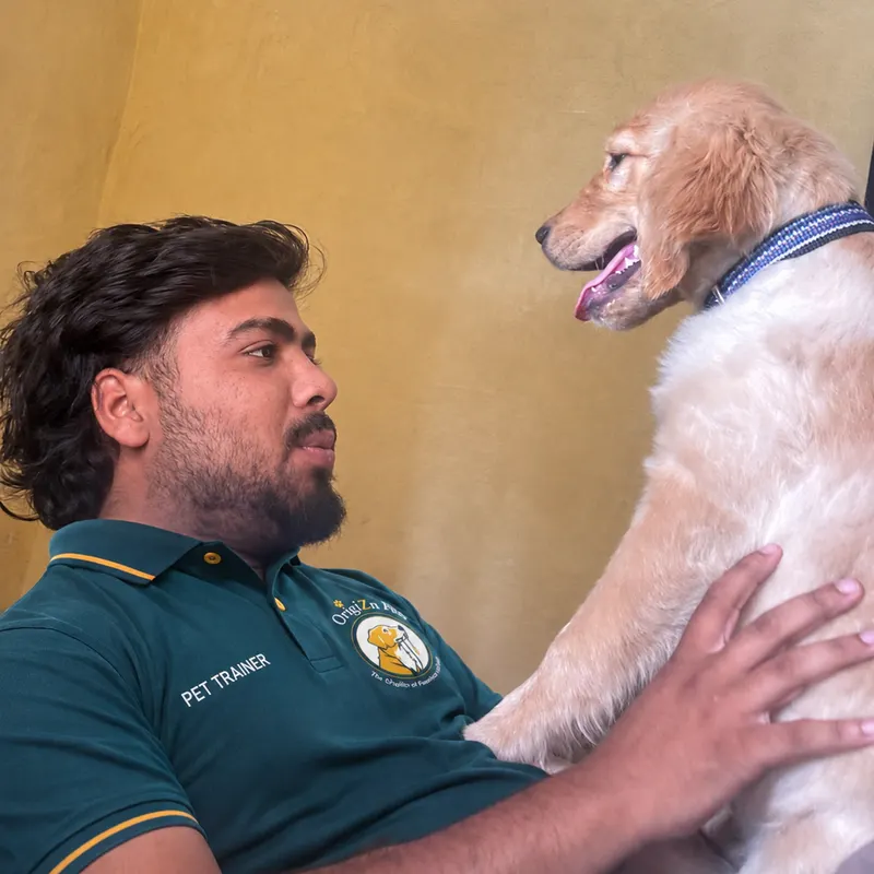OrigiZnPets trainer with a Golden Retriever during dog training at home