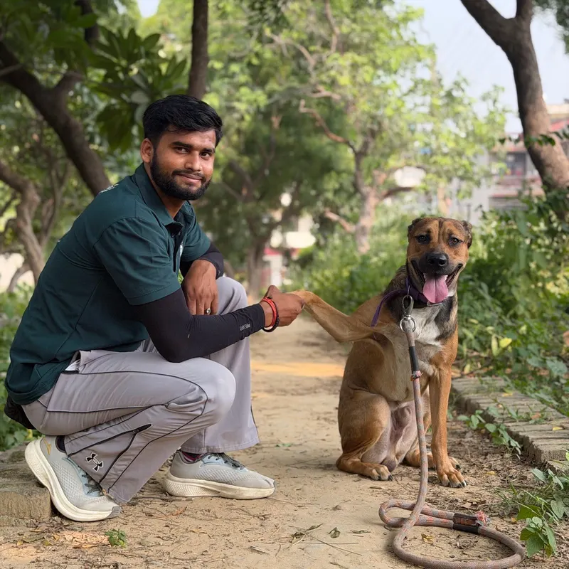 Trainer rewarding an Indie dog for good behaviour